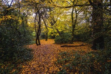 Sonbahar renklerinde Epping Ormanı 'nda bir yürüyüş