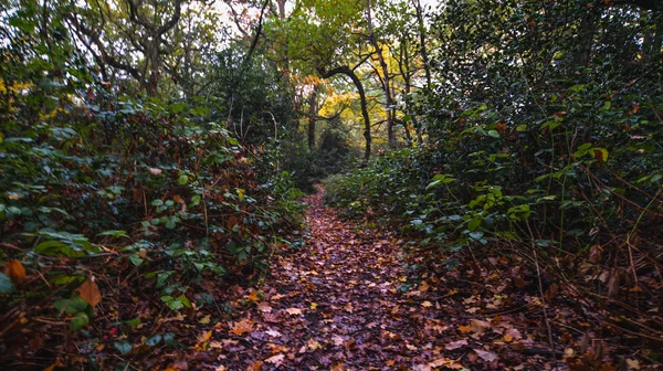 Un paseo en Epping Forest en colores otoñales — Foto de Stock