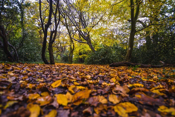 Sonbahar renklerinde Epping Ormanı 'nda bir yürüyüş