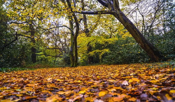 A walk in Epping Forest in autumn colors — Stock Photo, Image
