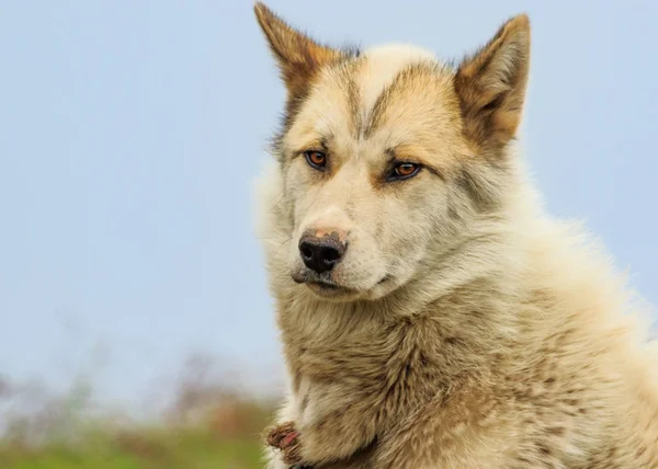 Primer plano del perro de trineo —  Fotos de Stock