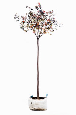 Beyaz arkaplanda saksı ağacı