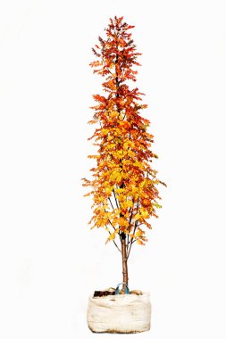 Beyaz arkaplanda saksı ağacı