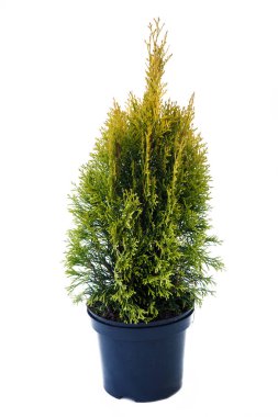 Beyaz arkaplanda saksı ağacı