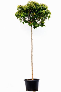 Beyaz arkaplanda saksı ağacı