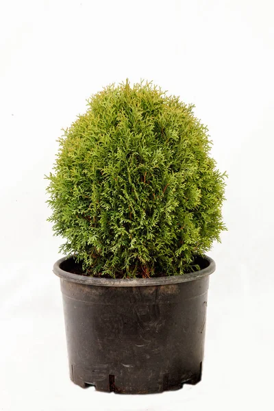 Potted Tree White Background — Stock Photo, Image