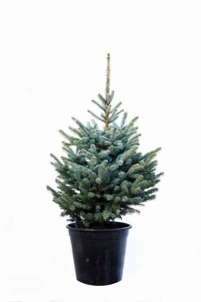 Albero Vaso Sfondo Bianco — Foto Stock