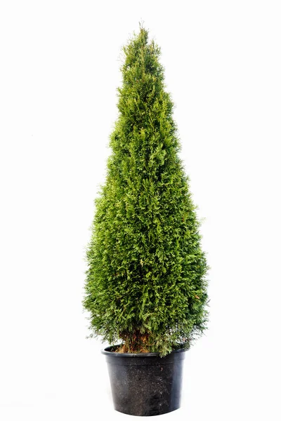 Albero Vaso Sfondo Bianco — Foto Stock