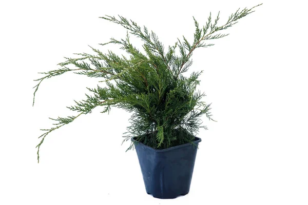 Potted Tree White Background Royalty Free Stock Images