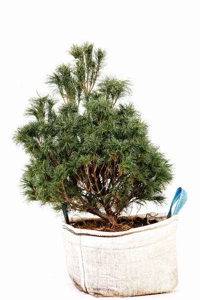Potted Tree White Background Stock Picture