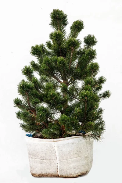 Potted Tree White Background Royalty Free Stock Images