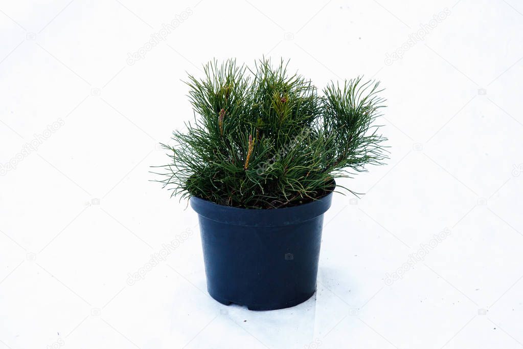 Potted tree on a white background