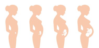 40 hafta içinde taşıyıcı siluet hamile fetüs gelişimi. Beyaz arkaplanda izole.