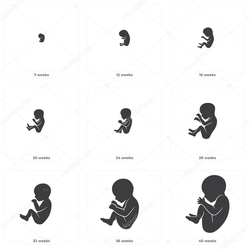 Vector black silhouette fetal development in 40 weeks. Isolated on white background.