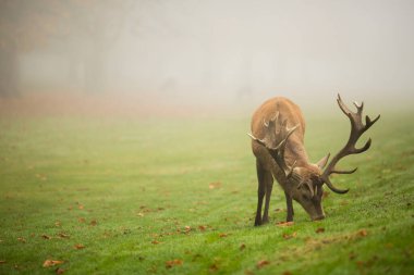 Geyik geyiğinin sisli sonbahar rengarenk park görüntüsü.