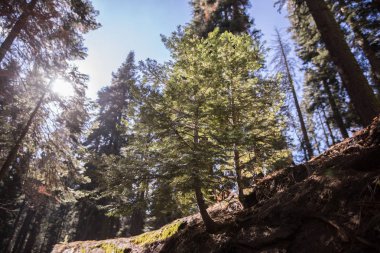 Sequoia National Park ölü SEQUOIAS 