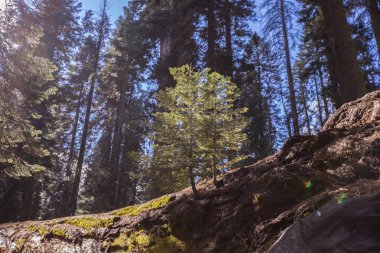 Sequoia National Park ölü SEQUOIAS 