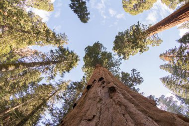 Sequoia National Park Sekoya ağaçları