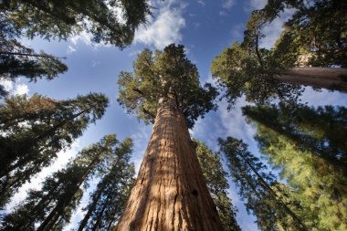 Sequoia National Park Sekoya ağaçları