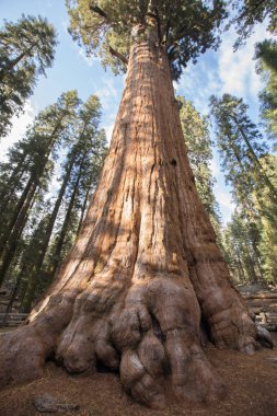 Sequoia National Park Sekoya ağaçları