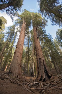 Sequoia National Park Sekoya ağaçları