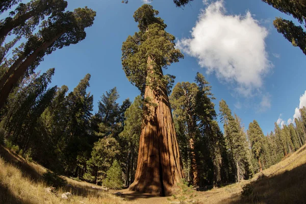 Sequoia National Park Sequoia Bomen — Stockfoto