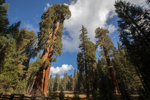 Sequoia National Park Sequoia Trees