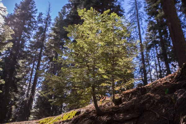 Sequoia National Park ölü SEQUOIAS 