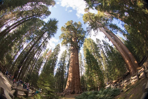 Národní Park Sequoia Sequoia Stromy — Stock fotografie