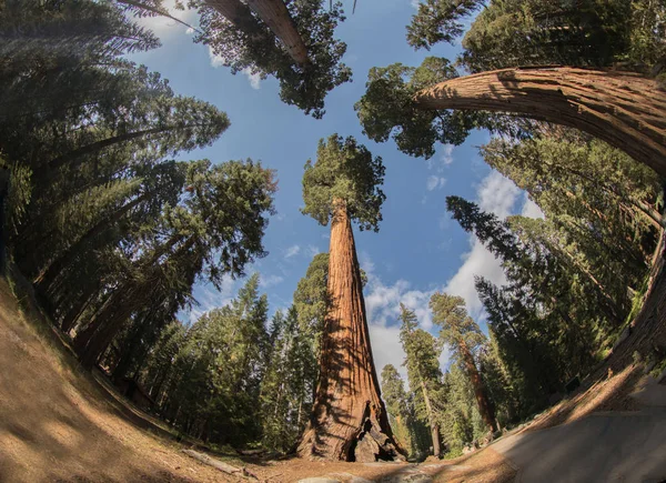 Sequoia National Park Sequoia Trees