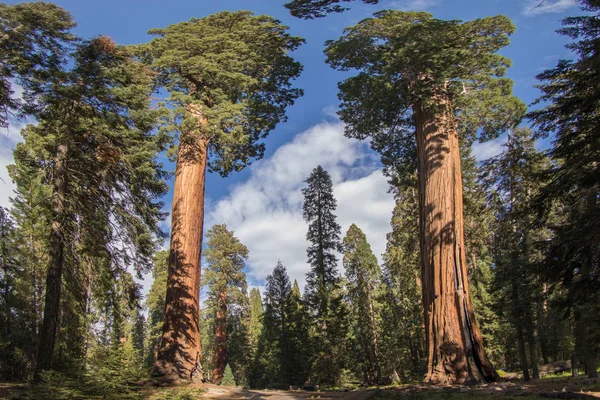 Sequoia National Park Sequoia Trees