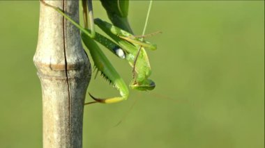 Yeşil Praying Mantis (mantis bileğinde).