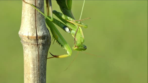 Yeşil Praying Mantis (mantis bileğinde). — Stok video
