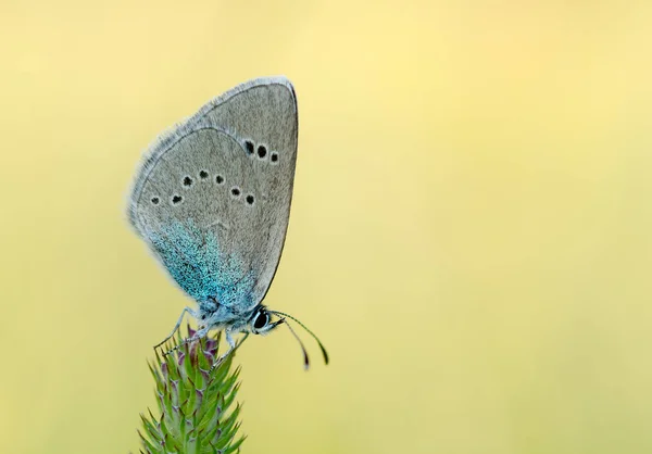 Papillon bleu gris sur une tige d'herbe . — Photo