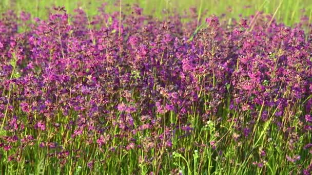 Pink meadow flowers. — Stock Video