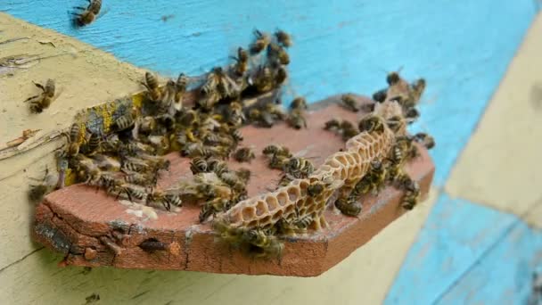 Les abeilles à la ruche . — Video