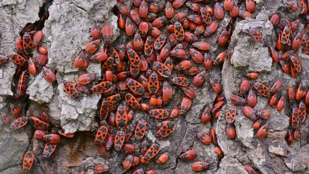 Колония красных огненных жуков . — стоковое видео
