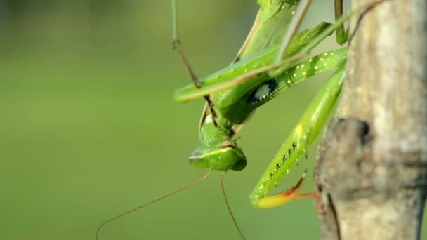 Green Praying Mantis. Blurred background. — Stock Video