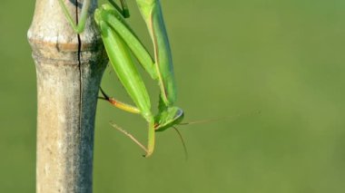 Yeşil Praying Mantis (Mantis bileğinde). Yakın çekim.