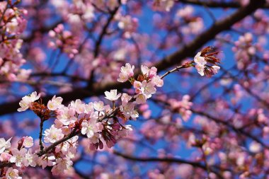 cherryblossoms çiçek