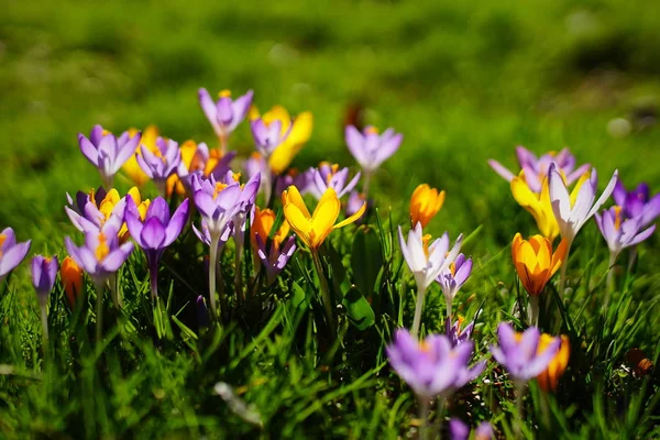 La primavera di nuovo a Monaco — Foto Stock