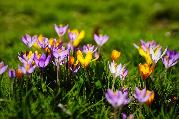 Primavera a Monaco II — Foto Stock