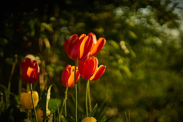 Tulipány květy na jaře — Stock fotografie