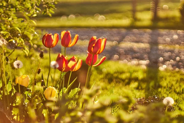 Tulpen bloemen in het voorjaar Rechtenvrije Stockafbeeldingen