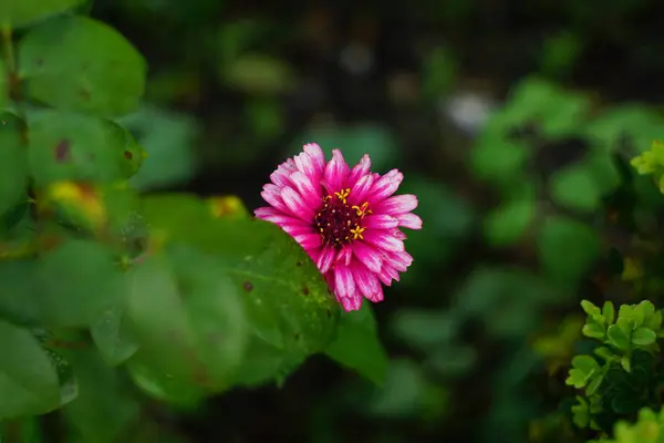 Close-up van een mooie bloem — Stockfoto