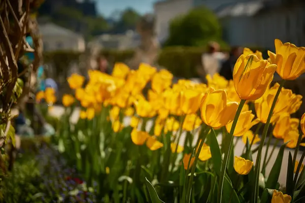 Pałac Mirabell i ogród wiosną Salzburg, Austria — Zdjęcie stockowe