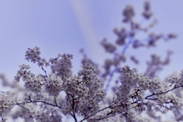 Cherryblossoms in bloei in de Engelse tuin in München — Stockfoto