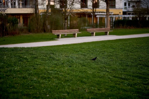 Blackbird na trávě v Mnichově — Stock fotografie