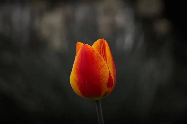 Rood oranje geel één Tulip flower ik — Stockfoto