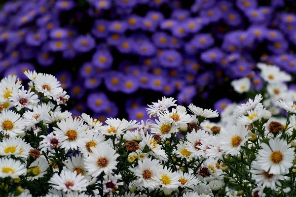 Blauwe en witte bloemen in een park — Stockfoto